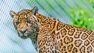 Preview wallpaper jaguar, predator, face, spotted, look, look back