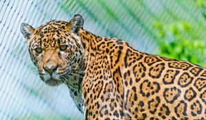 Preview wallpaper jaguar, predator, face, spotted, look, look back