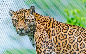 Preview wallpaper jaguar, predator, face, spotted, look, look back