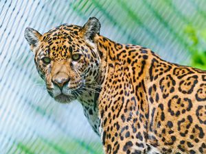 Preview wallpaper jaguar, predator, face, spotted, look, look back