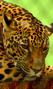 Preview wallpaper jaguar, predator, lying, muzzle