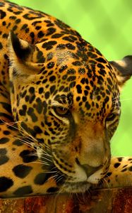 Preview wallpaper jaguar, predator, lying, muzzle
