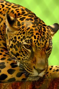 Preview wallpaper jaguar, predator, lying, muzzle