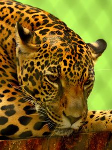 Preview wallpaper jaguar, predator, lying, muzzle