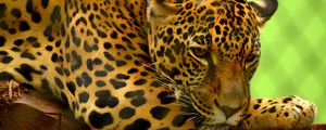 Preview wallpaper jaguar, predator, lying, muzzle