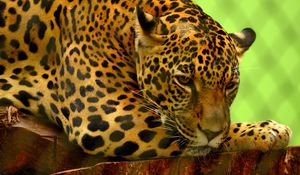 Preview wallpaper jaguar, predator, lying, muzzle