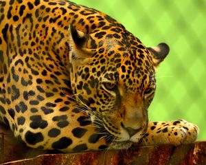 Preview wallpaper jaguar, predator, lying, muzzle