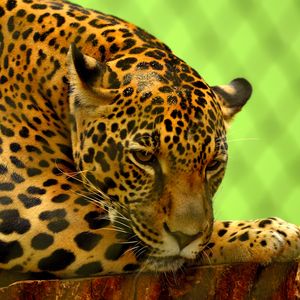 Preview wallpaper jaguar, predator, lying, muzzle