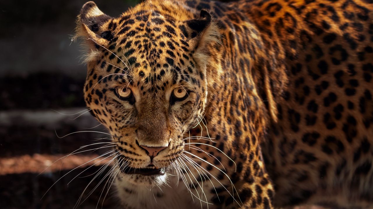 Wallpaper jaguar, predator, muzzle, big cat, wildlife