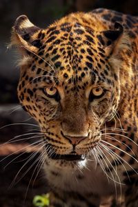 Preview wallpaper jaguar, predator, muzzle, big cat, wildlife