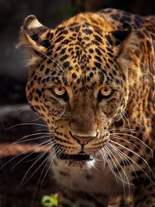 Preview wallpaper jaguar, predator, muzzle, big cat, wildlife