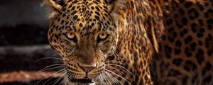 Preview wallpaper jaguar, predator, muzzle, big cat, wildlife