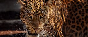 Preview wallpaper jaguar, predator, muzzle, big cat, wildlife