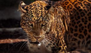 Preview wallpaper jaguar, predator, muzzle, big cat, wildlife