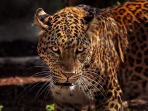 Preview wallpaper jaguar, predator, muzzle, big cat, wildlife