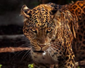 Preview wallpaper jaguar, predator, muzzle, big cat, wildlife