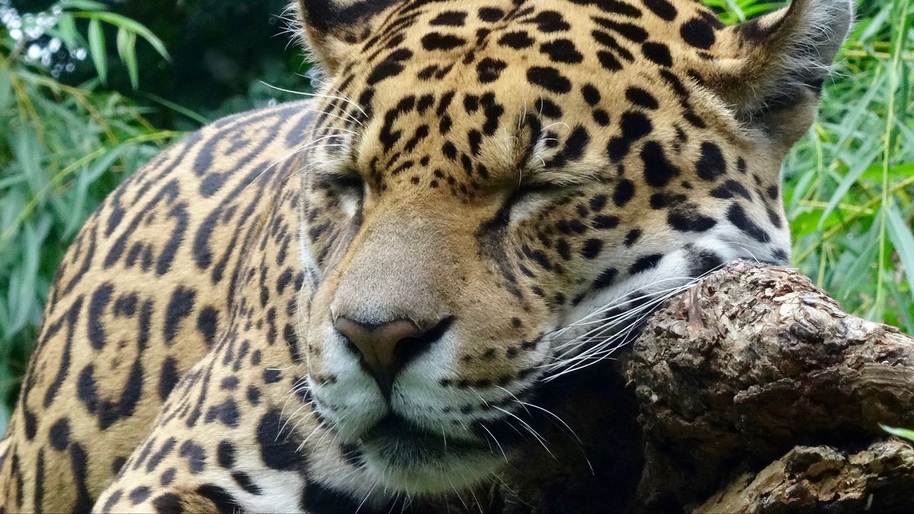 Wallpaper jaguar, predator, sleeping, big cat