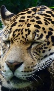 Preview wallpaper jaguar, predator, sleeping, big cat