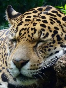 Preview wallpaper jaguar, predator, sleeping, big cat