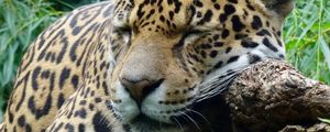 Preview wallpaper jaguar, predator, sleeping, big cat