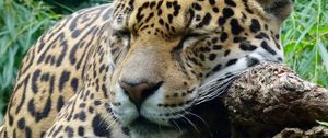 Preview wallpaper jaguar, predator, sleeping, big cat