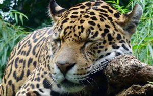 Preview wallpaper jaguar, predator, sleeping, big cat