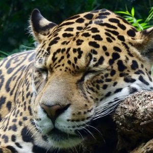 Preview wallpaper jaguar, predator, sleeping, big cat