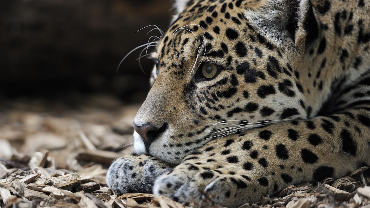 Wallpaper jaguar, predator, snout, big cat
