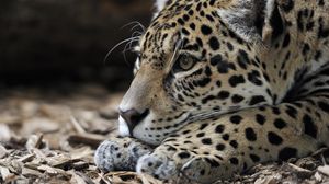 Preview wallpaper jaguar, predator, snout, big cat