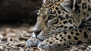 Preview wallpaper jaguar, predator, snout, big cat