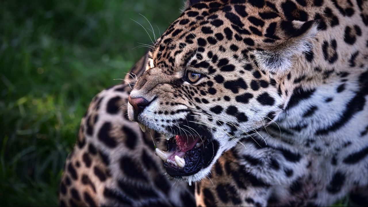 Wallpaper jaguar, predator, teeth, animal, wild cat