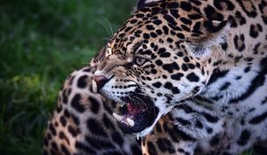 Preview wallpaper jaguar, predator, teeth, animal, wild cat