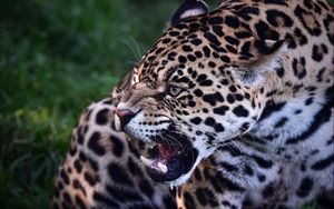 Preview wallpaper jaguar, predator, teeth, animal, wild cat