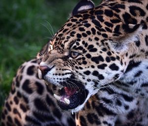 Preview wallpaper jaguar, predator, teeth, animal, wild cat