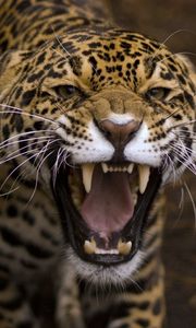 Preview wallpaper jaguar, predator, teeth, anger, aggression, muzzle