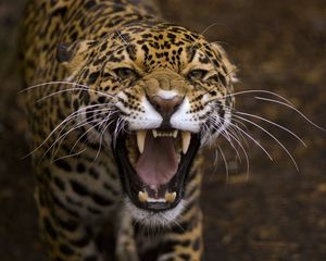 Preview wallpaper jaguar, predator, teeth, anger, aggression, muzzle
