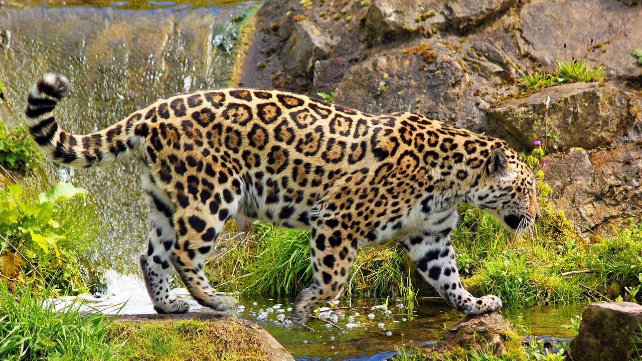 Wallpaper jaguar, predator, walk, rocks, grass, nature