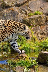 Preview wallpaper jaguar, predator, walk, rocks, grass, nature