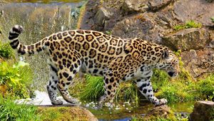 Preview wallpaper jaguar, predator, walk, rocks, grass, nature