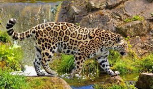 Preview wallpaper jaguar, predator, walk, rocks, grass, nature