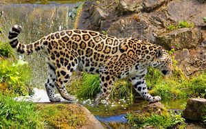 Preview wallpaper jaguar, predator, walk, rocks, grass, nature