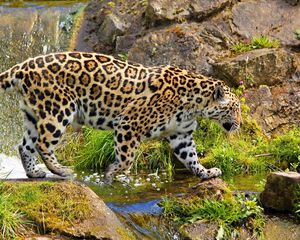 Preview wallpaper jaguar, predator, walk, rocks, grass, nature