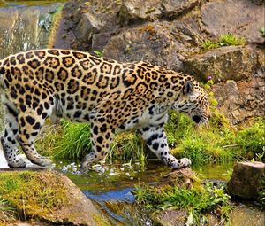 Preview wallpaper jaguar, predator, walk, rocks, grass, nature