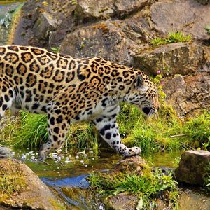 Preview wallpaper jaguar, predator, walk, rocks, grass, nature