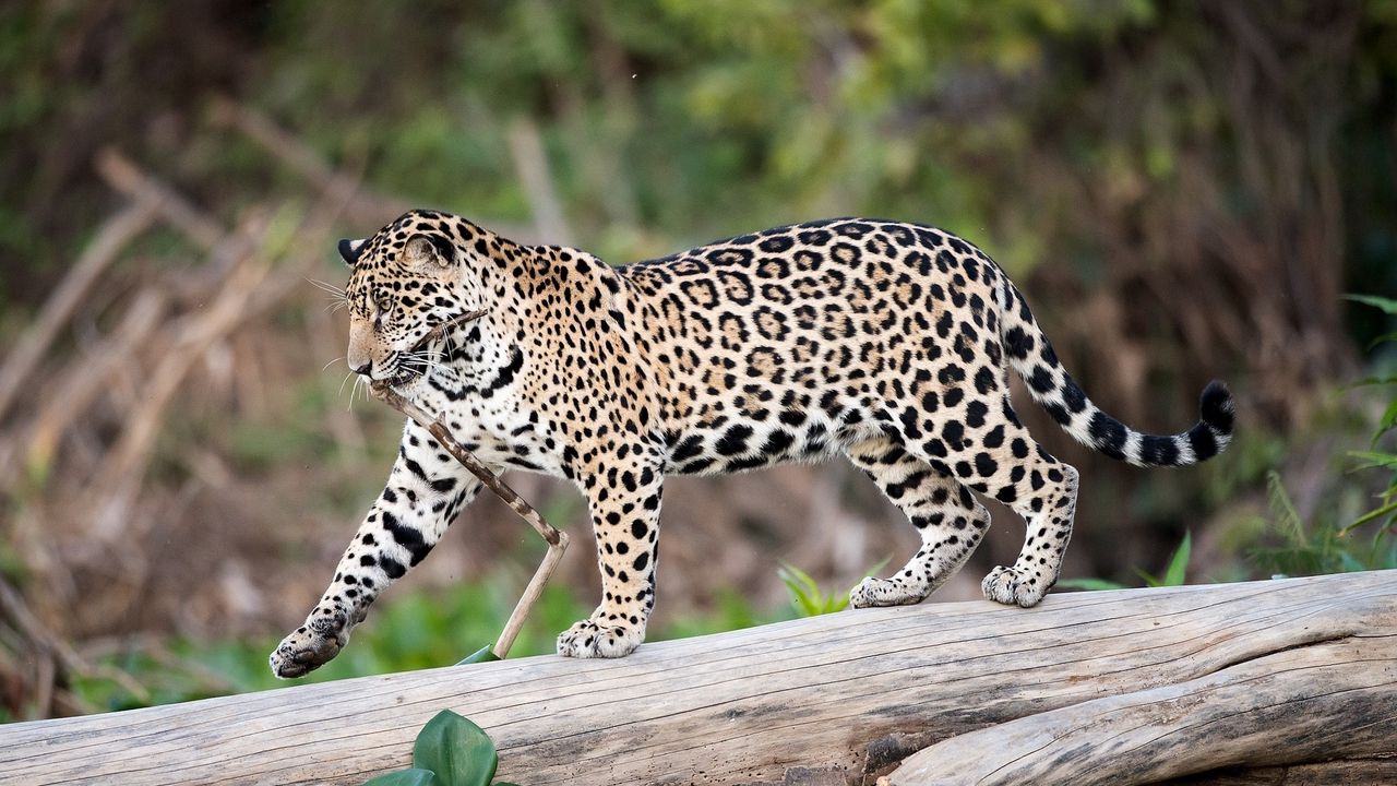 Wallpaper jaguar, predator, walk, big cat, trunk, tree