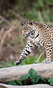 Preview wallpaper jaguar, predator, walk, big cat, trunk, tree