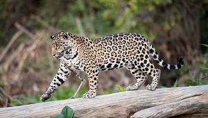 Preview wallpaper jaguar, predator, walk, big cat, trunk, tree