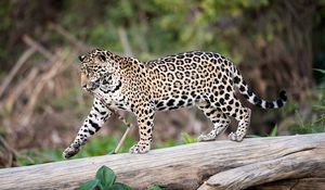 Preview wallpaper jaguar, predator, walk, big cat, trunk, tree