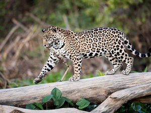 Preview wallpaper jaguar, predator, walk, big cat, trunk, tree