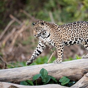 Preview wallpaper jaguar, predator, walk, big cat, trunk, tree